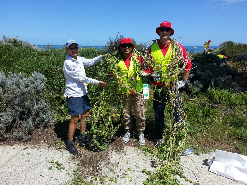 (L) Frauke Chambers with Ismail Bilton and Ryan McDonald – note enormous weedy sea spinach plant!