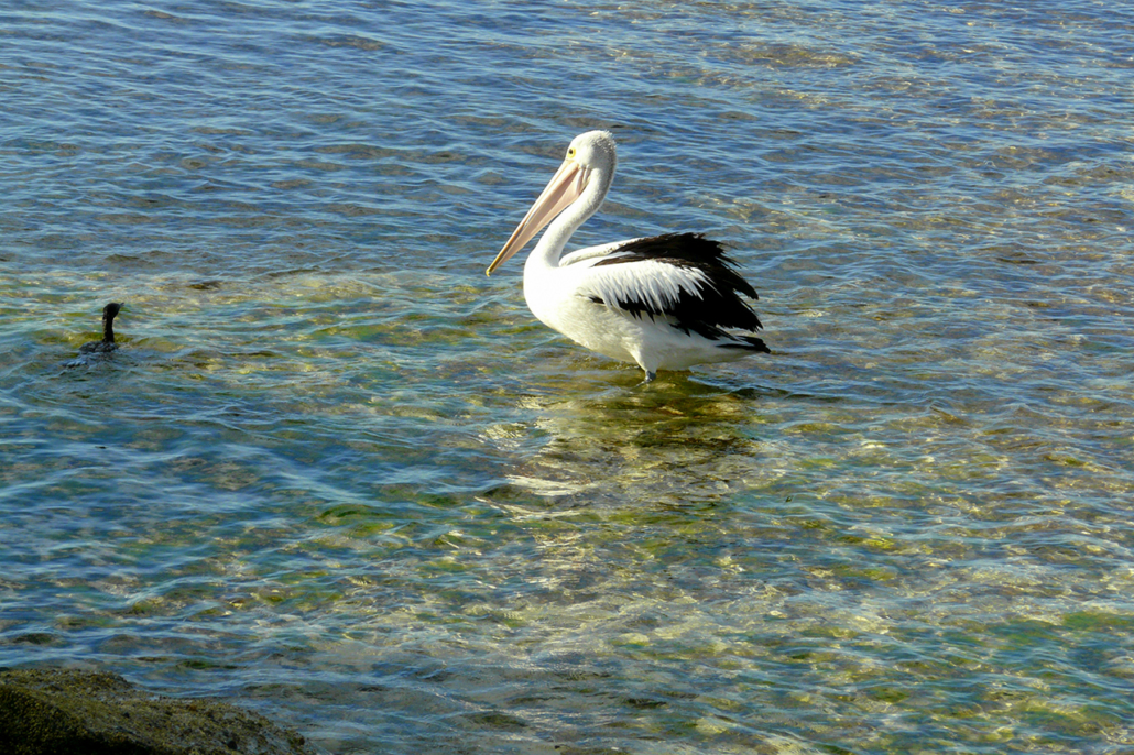 Pelican by Cottesloe main groyne
