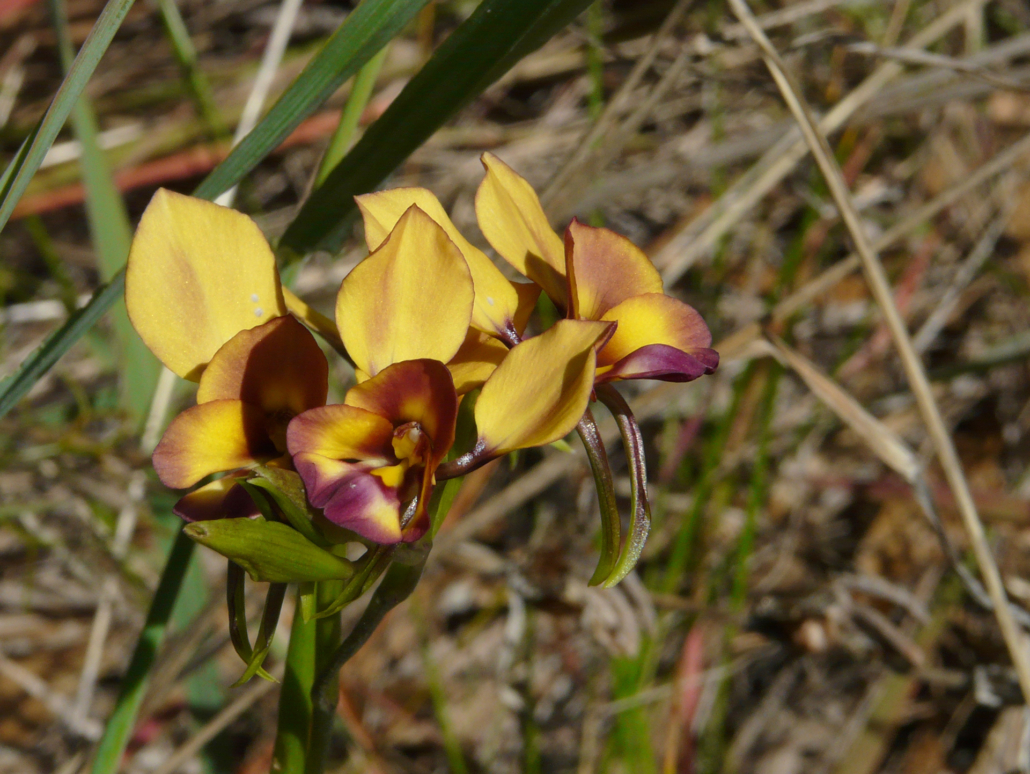 Diuris corymbosa (Donkey orchid)