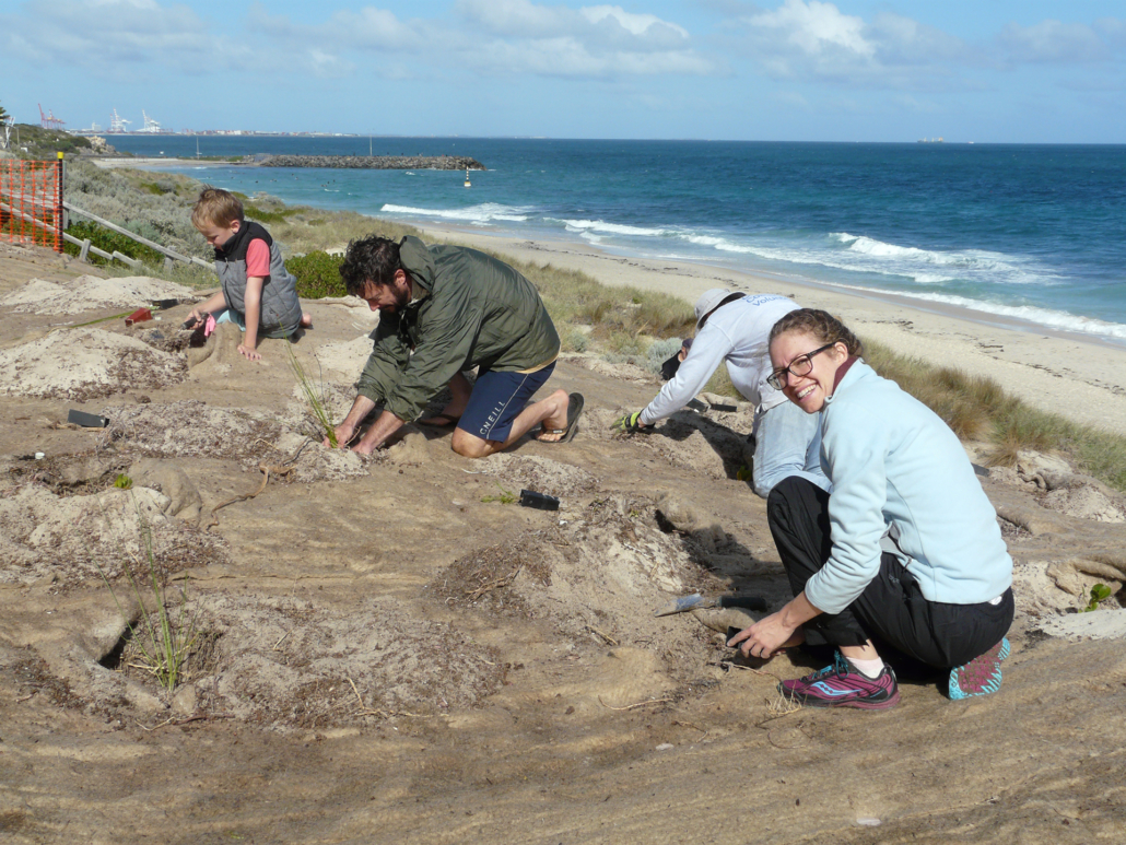 Kate planting beach Spinifex