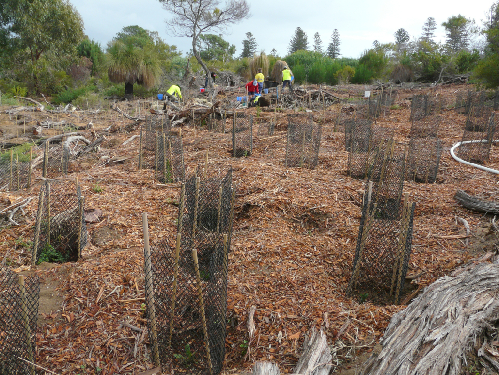 Teatree removed at Cottesloe Native Garden. This area was planted in June 2015