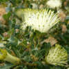 Banksia Sessilis