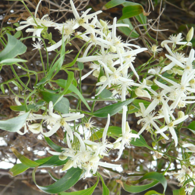 Clematis linearifolia