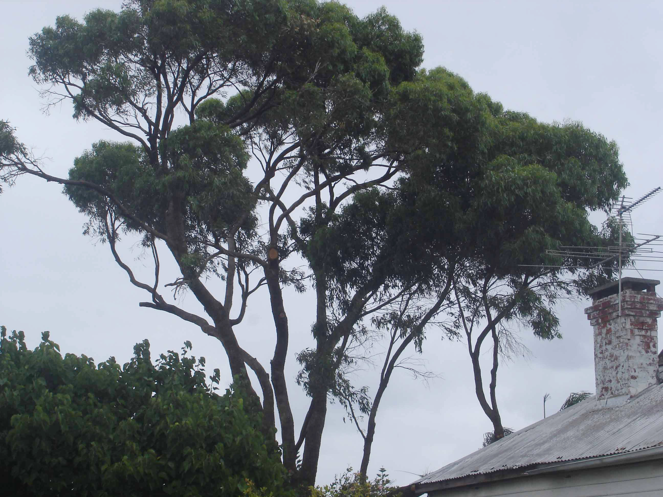 Eucalyptus Gomphocephala