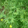 Geraldton Carnation Weed