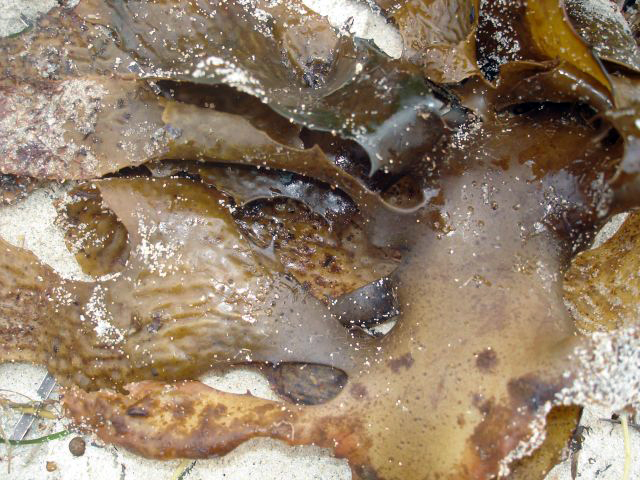 Common kelp