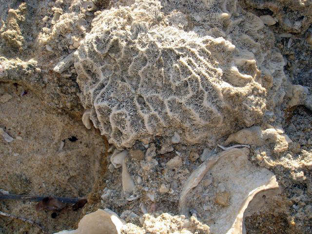 Fossil Stony Coral