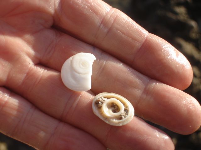 Operculum of Turban Shell