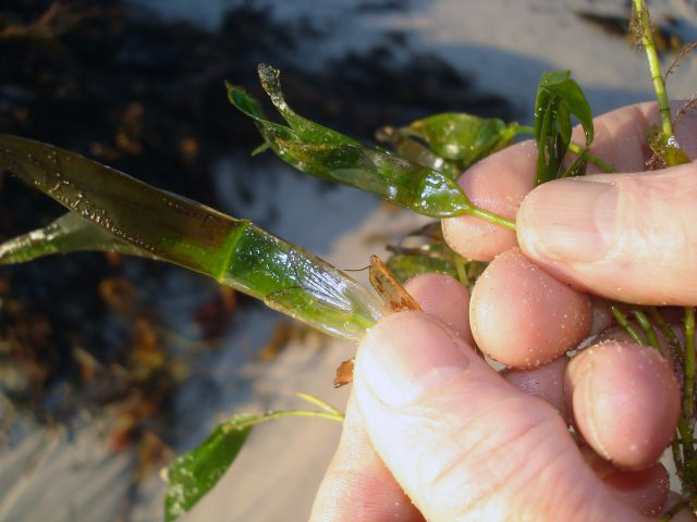 Two species of wireweeds