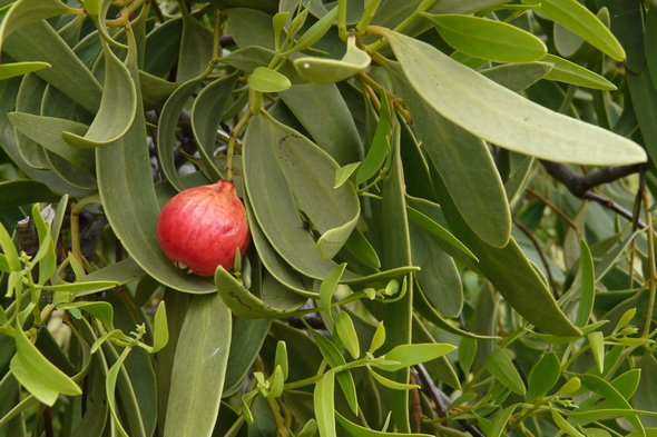 One Quandong fruit on Cottesloe