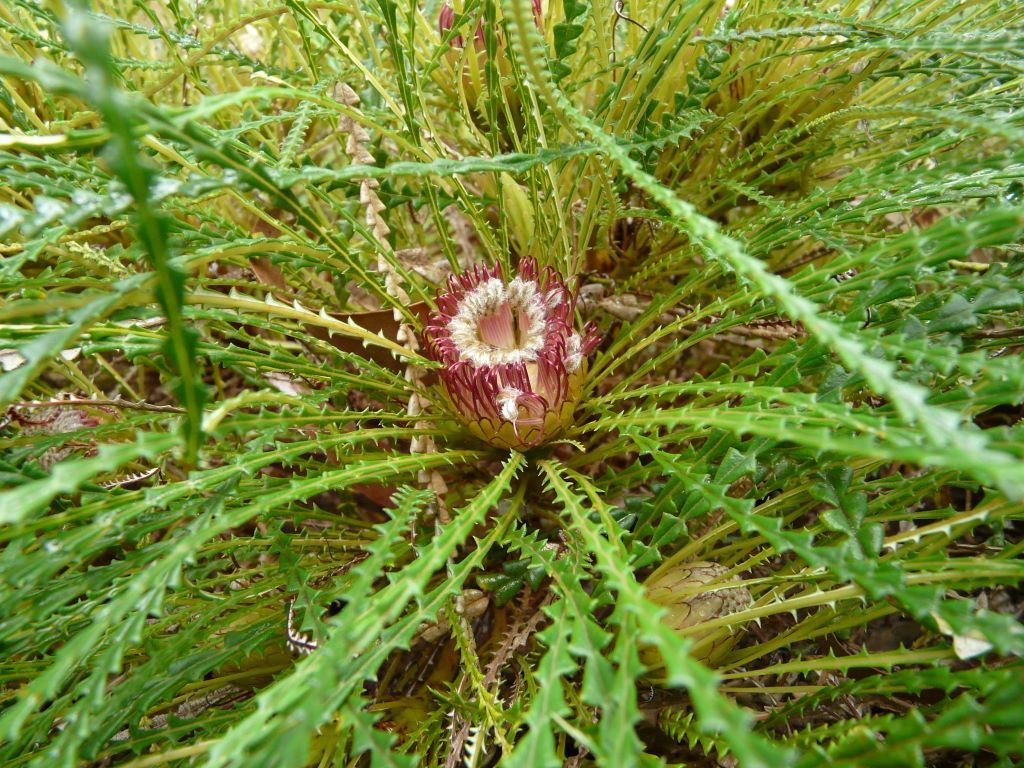 Banksia dallanneyi