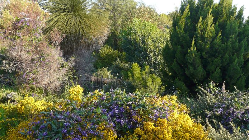 Cottesloe Native Garden 2017 acacia and hardenbergia-1