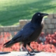 Australian Raven (Corvus coronoides) or crow. (Photo by Ken Macintryre)