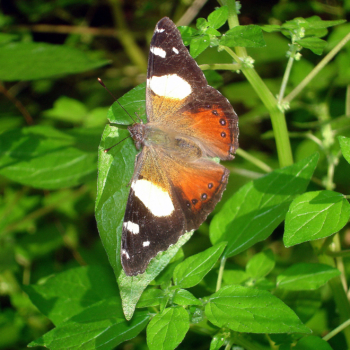 Yellow Admiral butterflies have arrived!