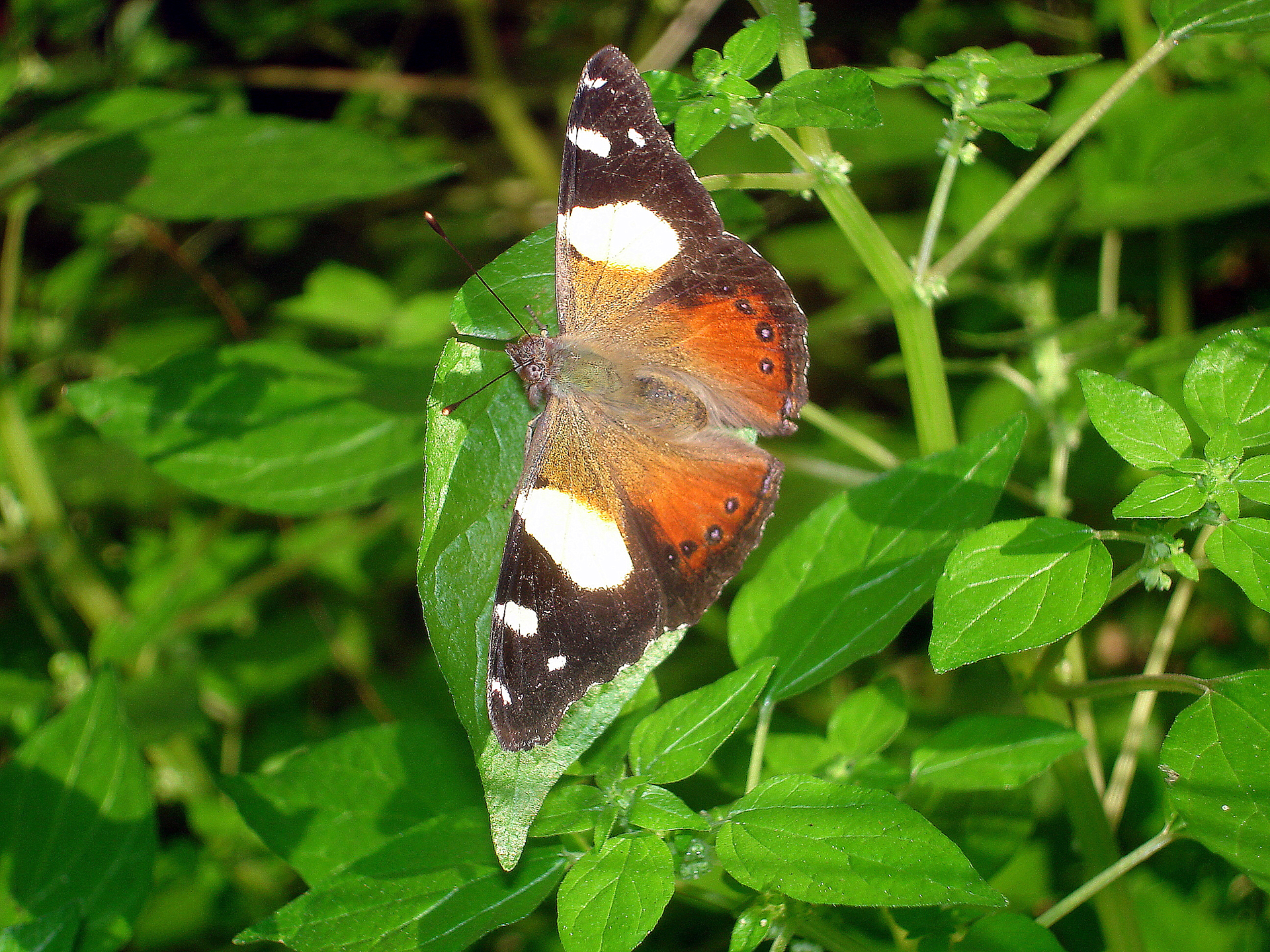 Yellow Admiral on Native Pellitory